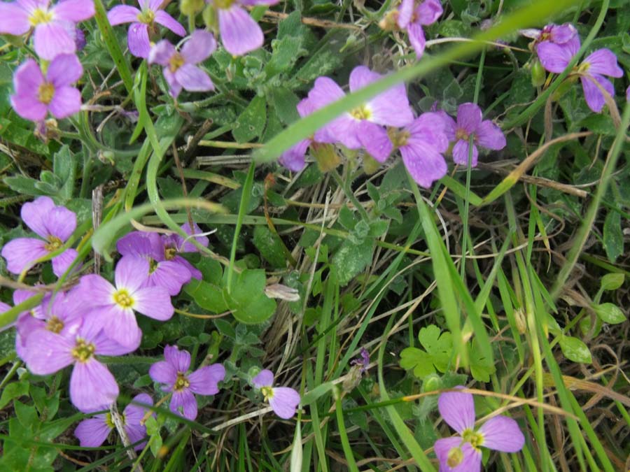 Brassicacea rupicola dal Gargano - Aubrieta cfr.columnae